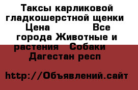 Таксы карликовой гладкошерстной щенки › Цена ­ 20 000 - Все города Животные и растения » Собаки   . Дагестан респ.
